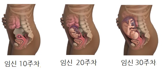 임신 중 성관계, 조심스럽게 해도 된다 관련 이미지