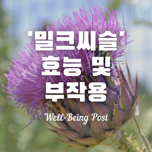 밀크씨슬 효능: 근거와 주의사항 최신 정리 및 선택 기준